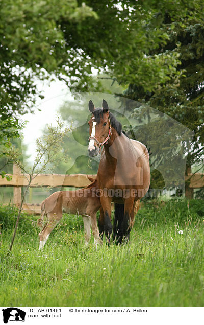 Stute mit Fohlen / mare with foal / AB-01461