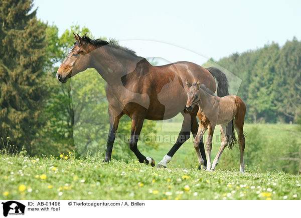 mare with foal / AB-01496
