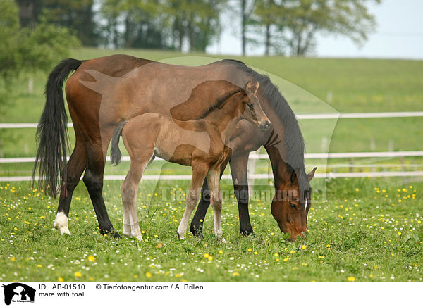 Stute mit Fohlen / mare with foal / AB-01510