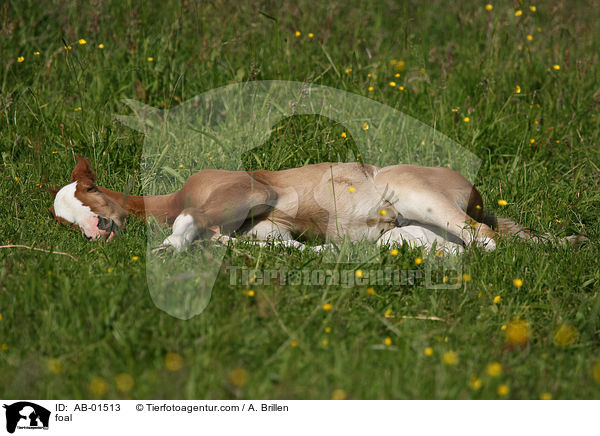 Rheinisches Warmblut Fohlen / foal / AB-01513