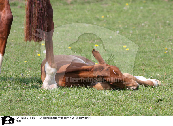 Rheinlnder Fohlen / foal / BM-01668