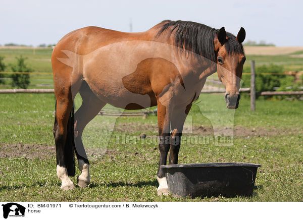 Rheinlnder / horse / BM-01971