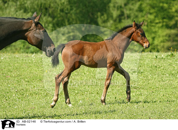 horses / AB-02146