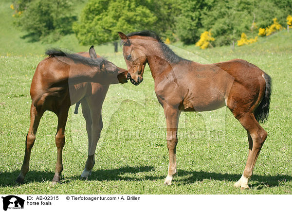 Rheinlnder Fohlen / horse foals / AB-02315