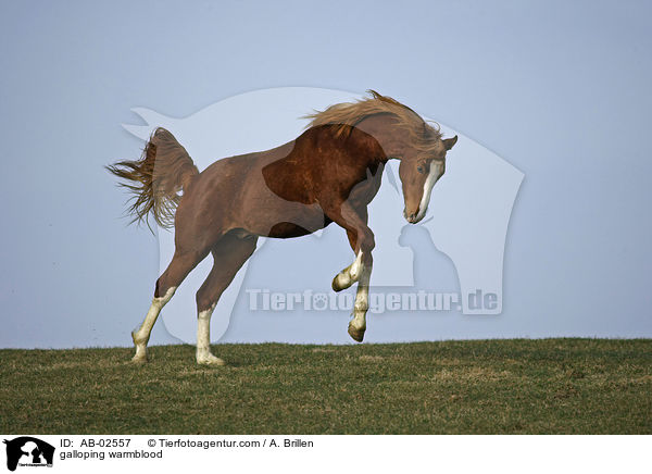 galloping warmblood / AB-02557