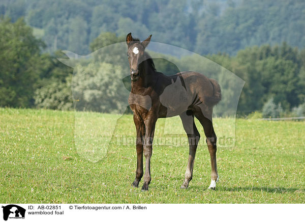 Rheinlnder Fohlen / warmblood foal / AB-02851