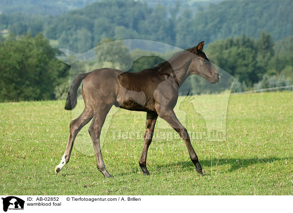 warmblood foal / AB-02852