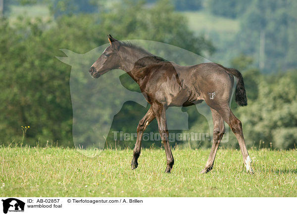 Rheinlnder Fohlen / warmblood foal / AB-02857