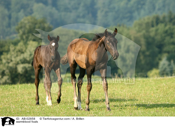 Rheinlnder Fohlen / warmblood foals / AB-02858