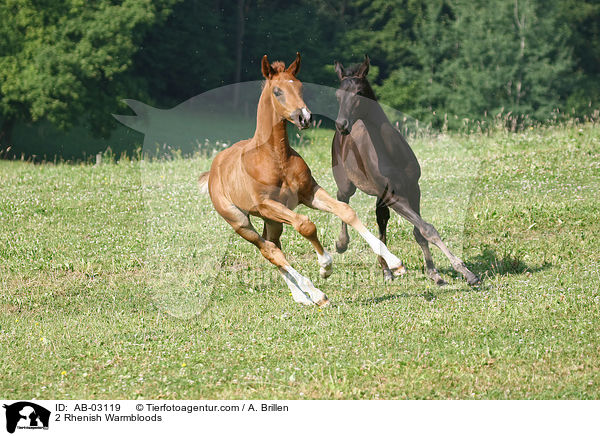 2 Rheinlnder / 2 Rhenish Warmbloods / AB-03119