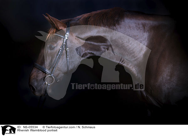 Rheinlnder Portrait / Rhenish Warmblood portrait / NS-05534