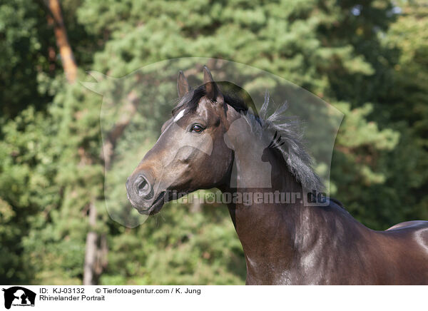 Rheinlnder Portrait / Rhinelander Portrait / KJ-03132