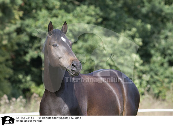 Rheinlnder Portrait / Rhinelander Portrait / KJ-03153