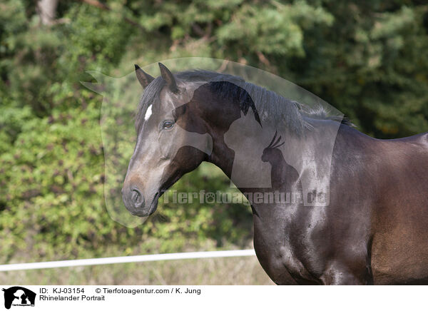 Rheinlnder Portrait / Rhinelander Portrait / KJ-03154