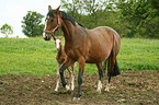 mare with foal