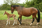 mare with foal