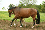 mare with foal