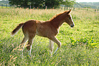 foal