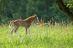 foal