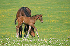 mare with foal