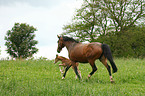 mare with foal