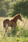 foal