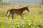 foal