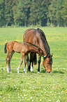 mare with foal