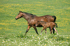 mare with foal