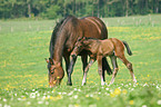 mare with foal