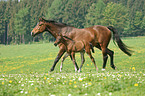 mare with foal