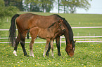 mare with foal