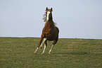 galloping warmblood