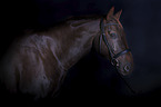 Rhenish Warmblood portrait