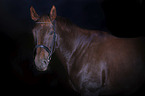 Rhenish Warmblood portrait