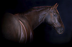 Rhenish Warmblood portrait