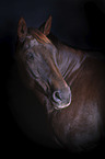 Rhenish Warmblood portrait