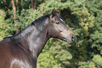 Rhinelander Portrait