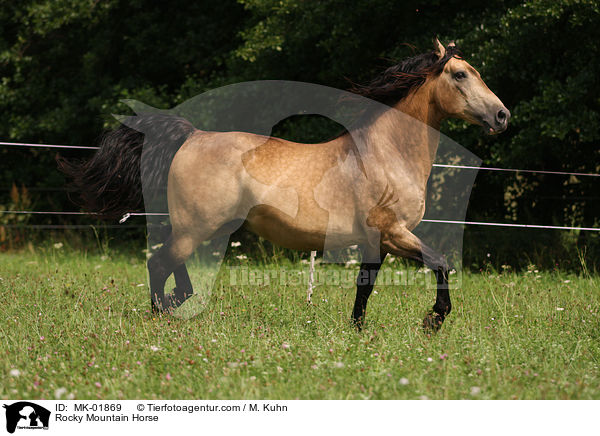 Rocky Mountain Horse / Rocky Mountain Horse / MK-01869