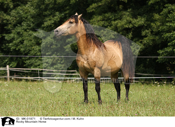 Rocky Mountain Horse / Rocky Mountain Horse / MK-01871
