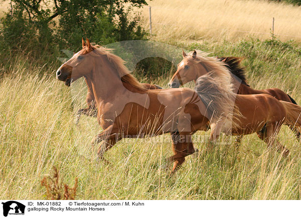 galoppierende Rocky Mountain Horses / galloping Rocky Mountain Horses / MK-01882