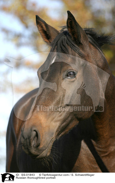 Russisches Vollblut Portrait / Russian thoroughbred portrait / SS-01843