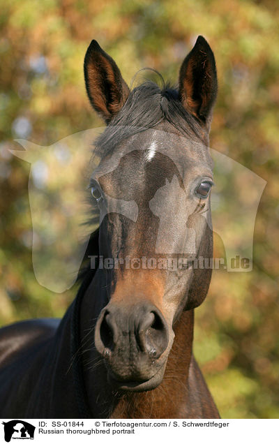 Russisches Vollblut Portrait / Russian thoroughbred portrait / SS-01844