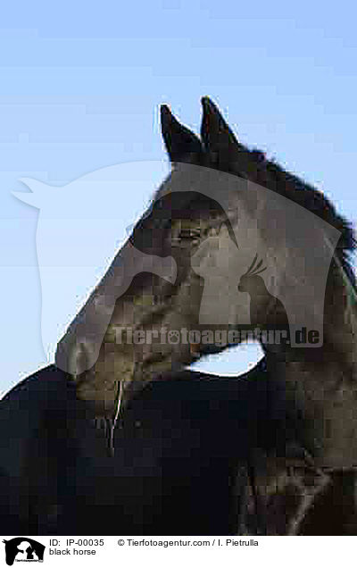 Rappe im Portrait / black horse / IP-00035