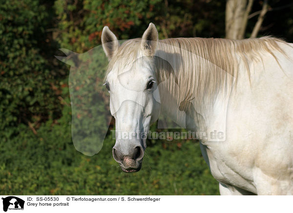 Schimmel Portrait / Grey horse portrait / SS-05530