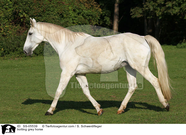 trabender Schimmel / trotting grey horse / SS-05539