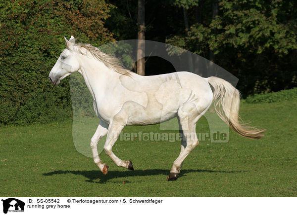 Schimmel im Galopp / running grey horse / SS-05542