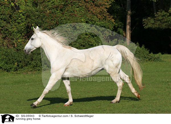 Schimmel im Galopp / running grey horse / SS-05543