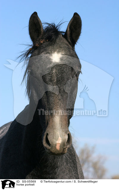 Pferdeportrait / horse portrait / SS-05569