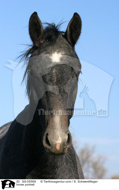 horse portrait / SS-05569